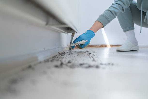 Flea Control Services in Linthicum, MD